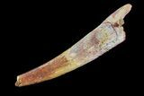 Bargain, Pterosaur (Siroccopteryx) Tooth - Morocco #73108-1